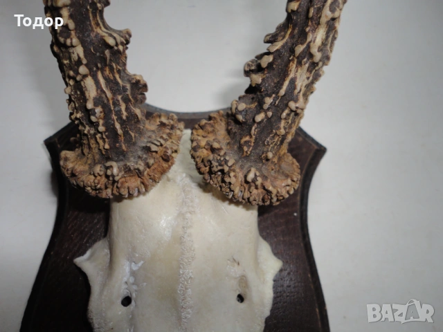 Ловен трофей рог рога 10, снимка 5 - Ловно оръжие - 54087211