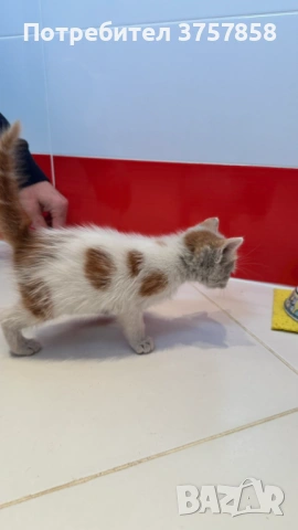  Мъжки котета, снимка 3 - Други - 54383344