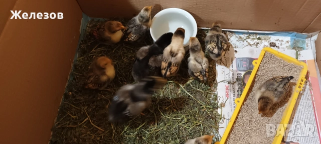 Златен Зибрайт 