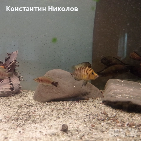 Calvus yellow