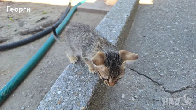 Подарявам котенца, снимка 13 - За котки - 55484335