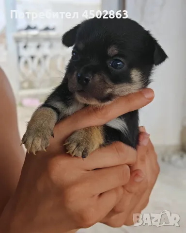Чихуахуа. Chihuahua , снимка 3 - Чихуахуа - 55423010