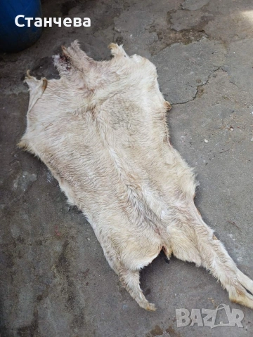 агнешки и кози кожи , снимка 7 - Антикварни и старинни предмети - 53671618