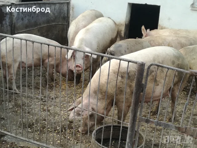 ПРАСЕТА 70 - 100 КИЛА. АКЦИЯ - ОТ 450 ЕВРО., снимка 11 - Прасета - 55636122