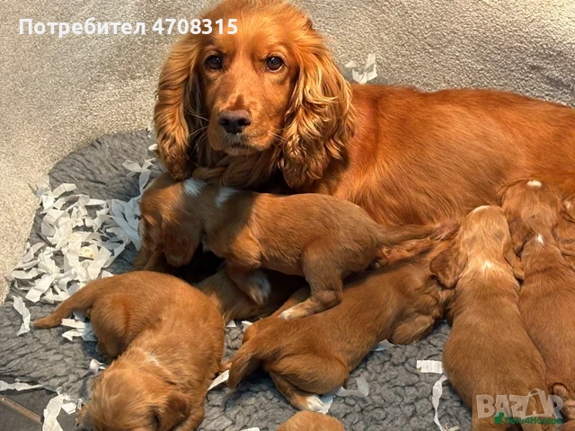 Кокер шпаньол кафяво момченце ваксина, снимка 12 - Кокер шпаньол - 54983646