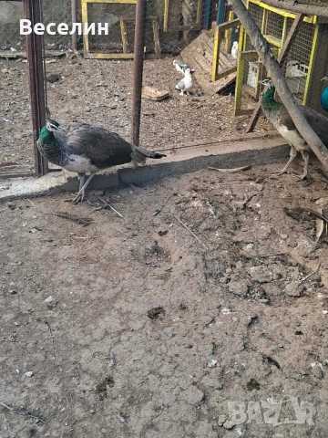 Чифт пауни, снимка 3 - други­ - 54402573
