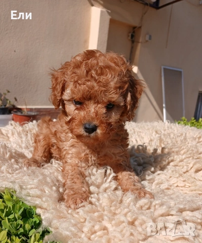 Той пудел- момченце 