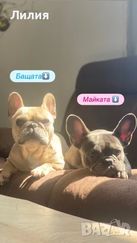 Френски булдочета, снимка 4 - Френски булдог - 55618739