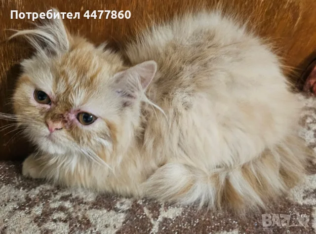 Персийски котенца , снимка 4 - Персийска - 55637813
