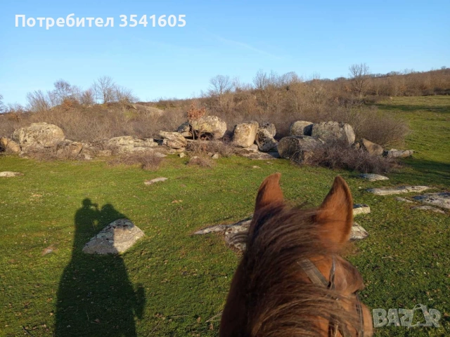 Женски кон / кобила, снимка 2 - Коне - 54001402