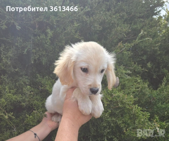 Голдън ретривър 2 ваксини, снимка 4 - Голдън ретривър - 54375517