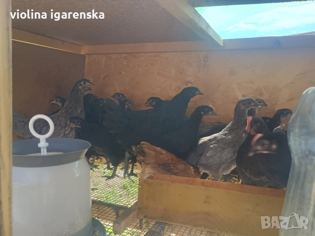 пилета аустралорп 8 евро , снимка 4 - Кокошки и пуйки - 54261403