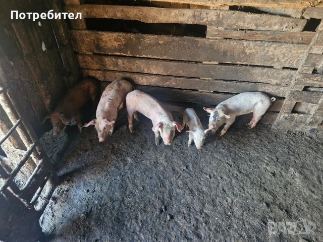 Прасенца Селектирана Порода, снимка 9 - Прасета - 55073197