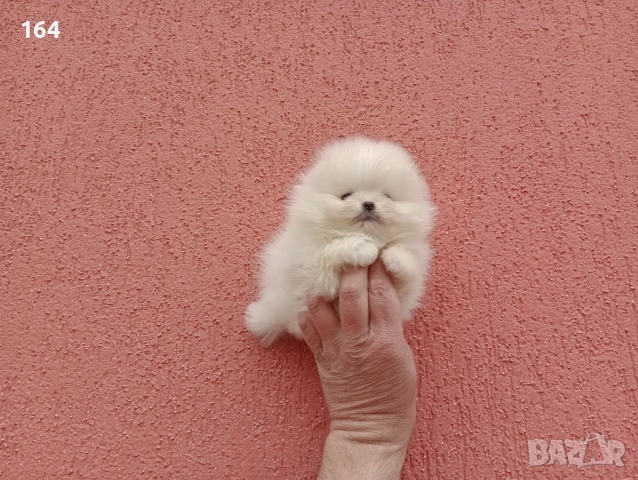 Миниатюрни чисто бели, мини Померани.Реални снимки !!!, снимка 2 - Померан - 54011618