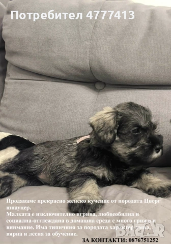 Цверг шнауцер, снимка 8 - Други - 53973681