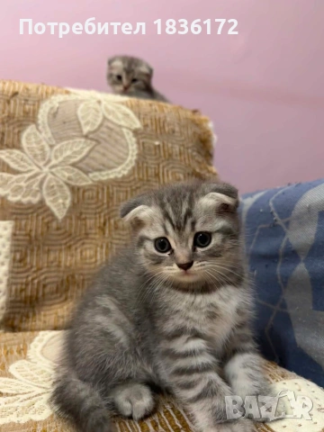 Британско коте таби, снимка 5 - Британска късокосместа - 55284770
