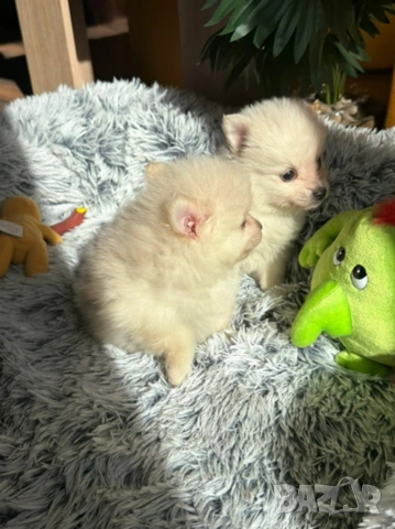 Померан , снимка 6 - Померан - 54325404