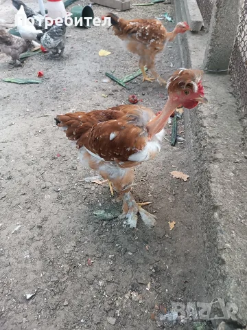 Кокошки голошийки