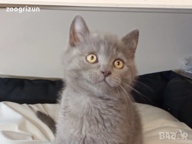 Шотландски страйт момченце