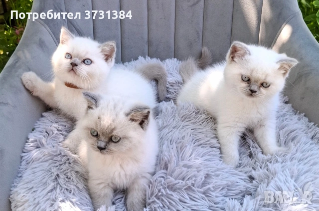 Британски колорпойнт котета, снимка 2 - Британска късокосместа - 54565007