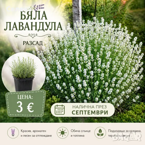 Разсад лавандула , снимка 4 - Разсади - 55573013