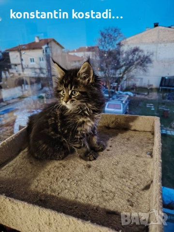 Уникални котенца Мейн кун , снимка 2 - Мейн кун - 55173454