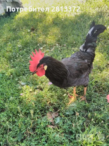 Петли Петел Черен Легхорн Leghorn, снимка 7 - други­ - 55251872