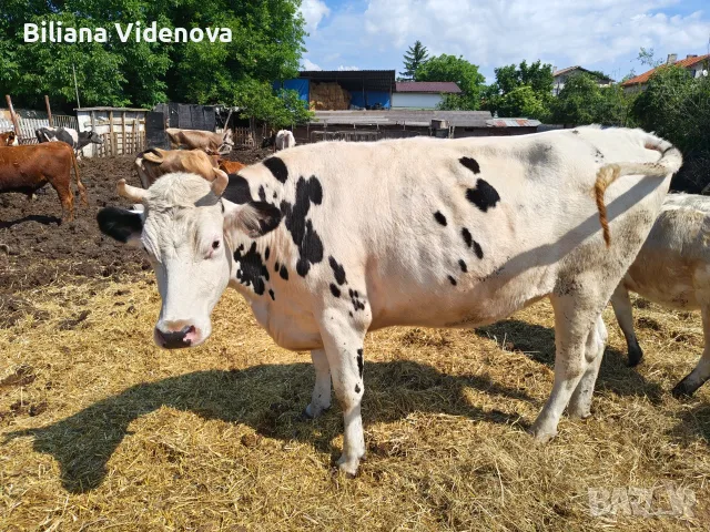 Продавам крави, юници и телета, снимка 2 - Крави - 55324137