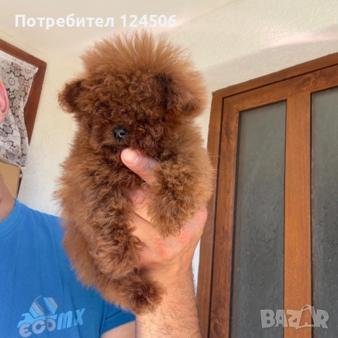 Той пудел пуделче 