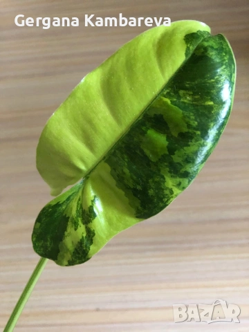 Philodendron Burle Marx Variegata 