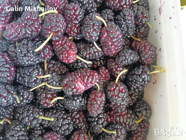 Черници, тиквени семки, лозови листа, липа цвят, снимка 5 - Домашни продукти - 54984587