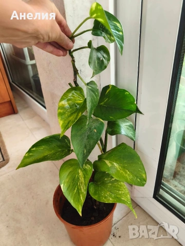 Листа двуцветни тропическа екзотика (Epipremnum aureum), снимка 3 - Стайни растения - 55044155