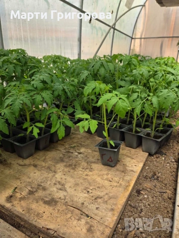 Разсад домати Нови Искър, снимка 2 - Разсади - 54235915