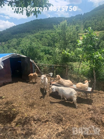 Продавам млечни кози с ярета, с. Ночево, снимка 5 - Кози - 55157889