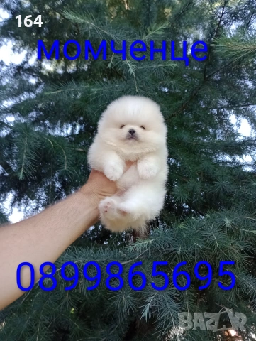 Миниатюрни бели мини Померани. 
