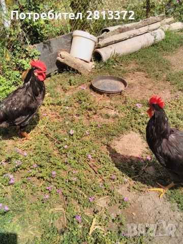 Петли Петел Черен Легхорн Leghorn, снимка 3 - други­ - 55251872