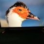32" смарт телевизор тошиба, снимка 8