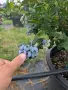 Продавам американска боровинка, снимка 1