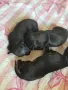 Продават се Пинчери , снимка 4