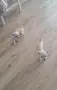 Чихуахуа момичета!, снимка 7