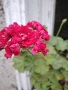 Сортово мушкато Red rambler и каланхое кичесто розово, снимка 2
