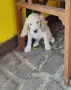 Продават се кокер шпаньоли, снимка 2