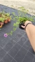Вербена канадска 'Хоумстед Пърпъл', Verbena canadensis Homestead Purple, снимка 6