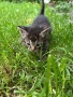Малки котенца, снимка 3