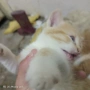 Подарявам пет котета, снимка 5