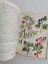 Нашите лекарствени растения ( част 1 ), снимка 3