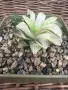 Рядка Вариегатна Хавортия (Haworthia retusa f. variegata) – Колекционерска, снимка 4