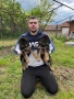 Продавам малки немски овчарки , снимка 3