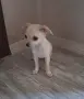 чихуахуа момиченца, снимка 9