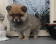 Померан , снимка 2